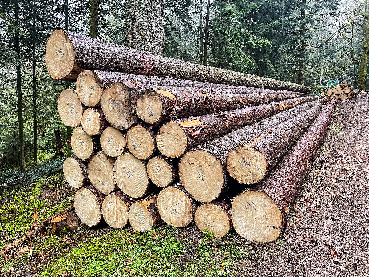 Holzpolder mit Rundholz-Sortimenten